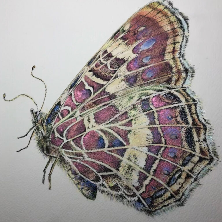 Mariposa en acuarela.